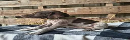 German Shorthaired Pointer dogs for sale: Jasper - Ad 1