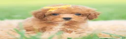 Toy Poodle dogs for sale: Bixby AKC - Ad 8