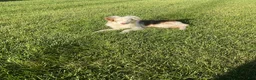 Australian Shepherd dogs for sale: Blue Eyes Red Merle Australian Shepherd  - Ad 7
