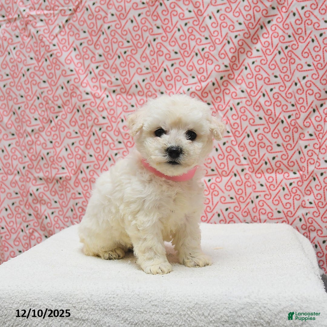 Bichon Frise dogs for sale: Paris - Ad 5