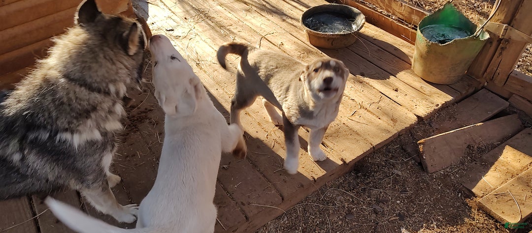 Siberian Husky dogs for sale: Siberian Husky Puppy 4 - Ad 8