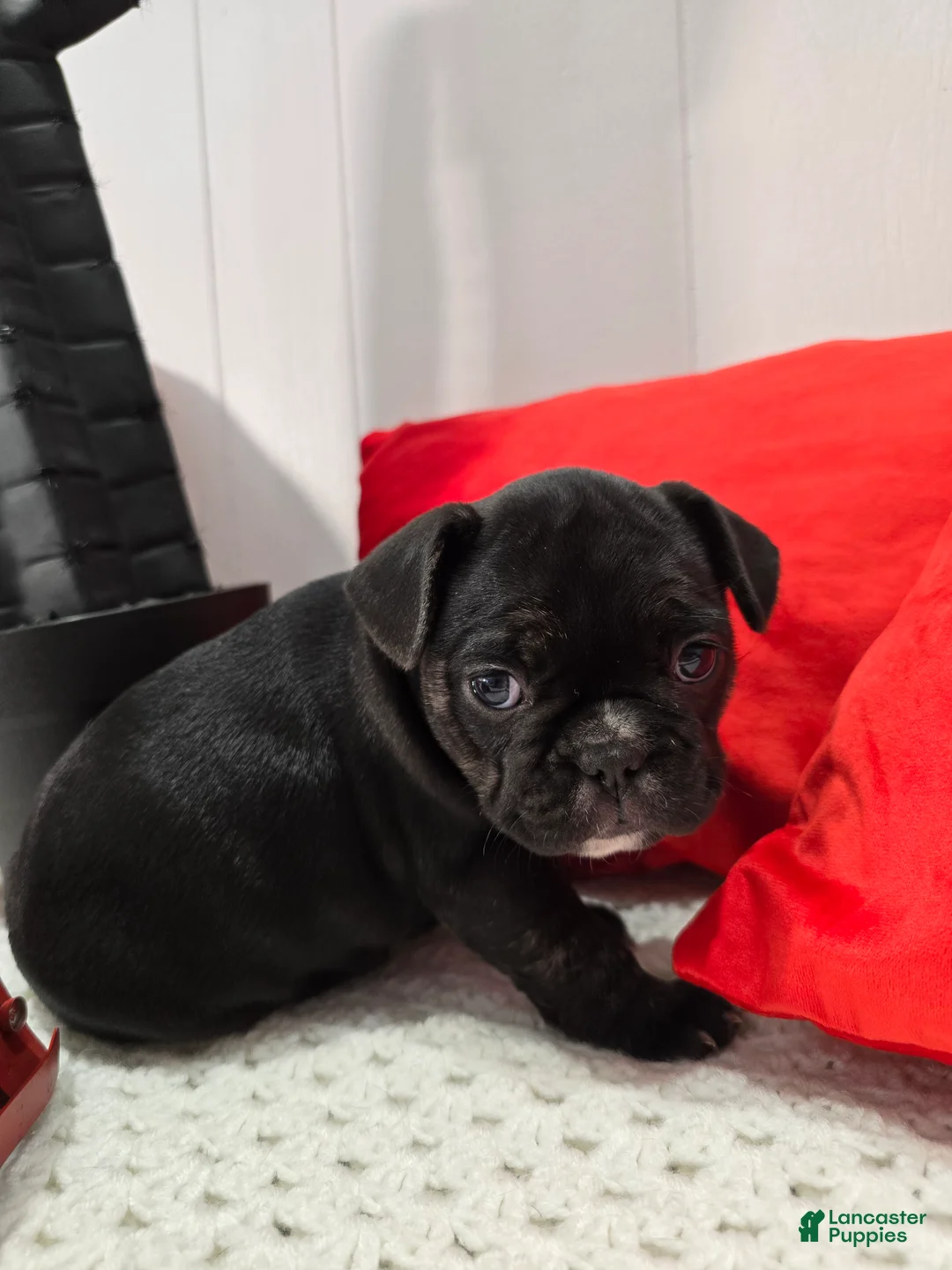 French Bulldog dogs for sale: Soffi - Ad 2