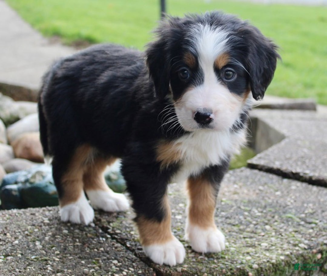 Bernese Mountain Dog dogs for sale: Lila - Ad 5