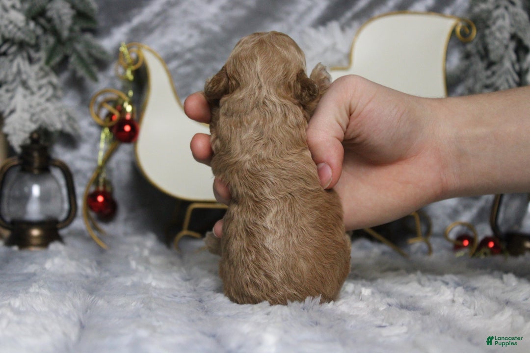 Toy Poodle dogs for sale: Garnet  - Ad 9