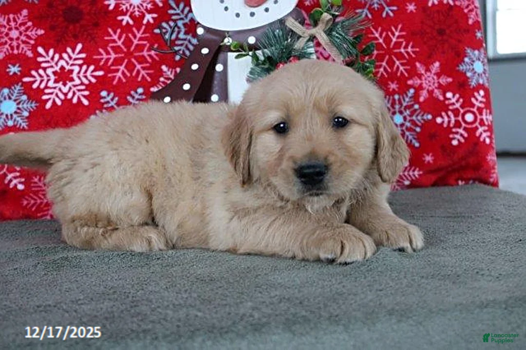 Golden Retriever dogs for sale: Buffy - Ad 3