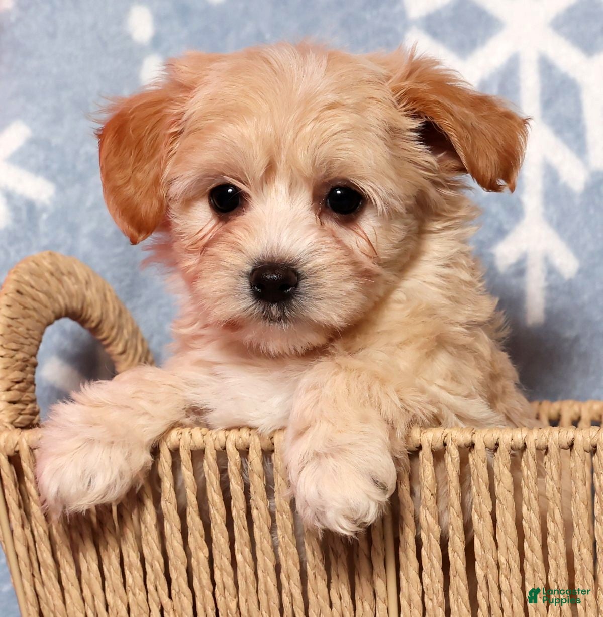 Yochon dogs Angie - Ad 23