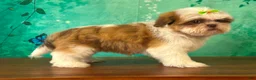 Shih Tzu dogs for sale: Bee - Ad 2