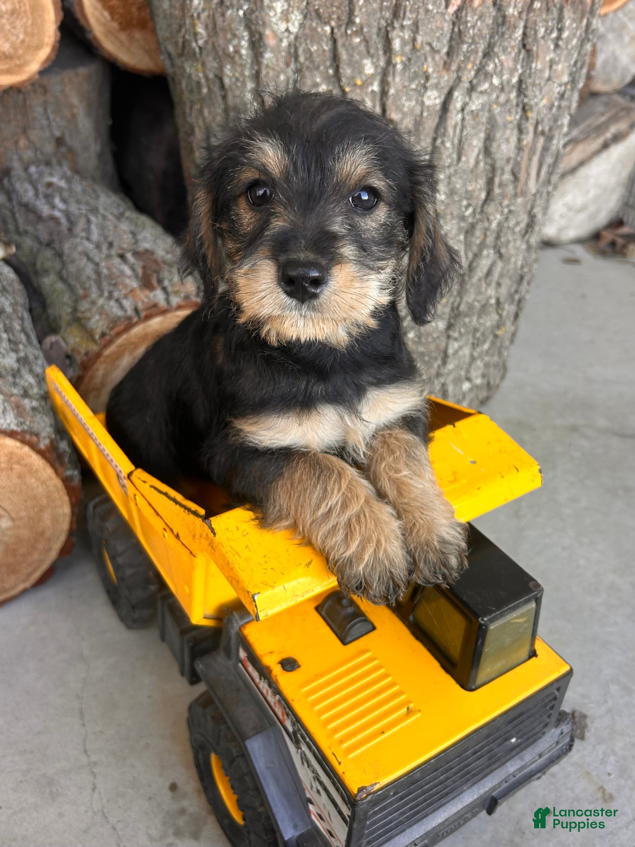 Mixed Breed dogs Luca - Ad 14