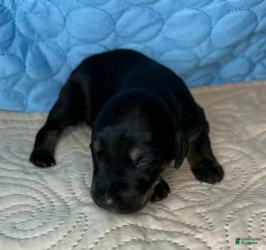 Mixed Breed dogs Rebel - Ad 14