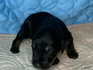 Mixed Breed dogs Rebel - Ad 14