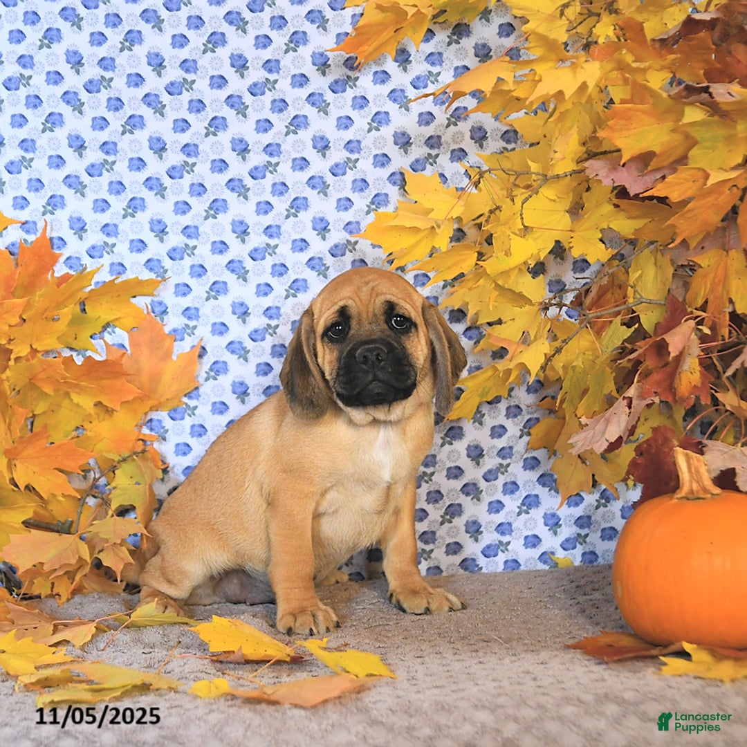 Puggle dogs for sale: Hosea - Ad 8