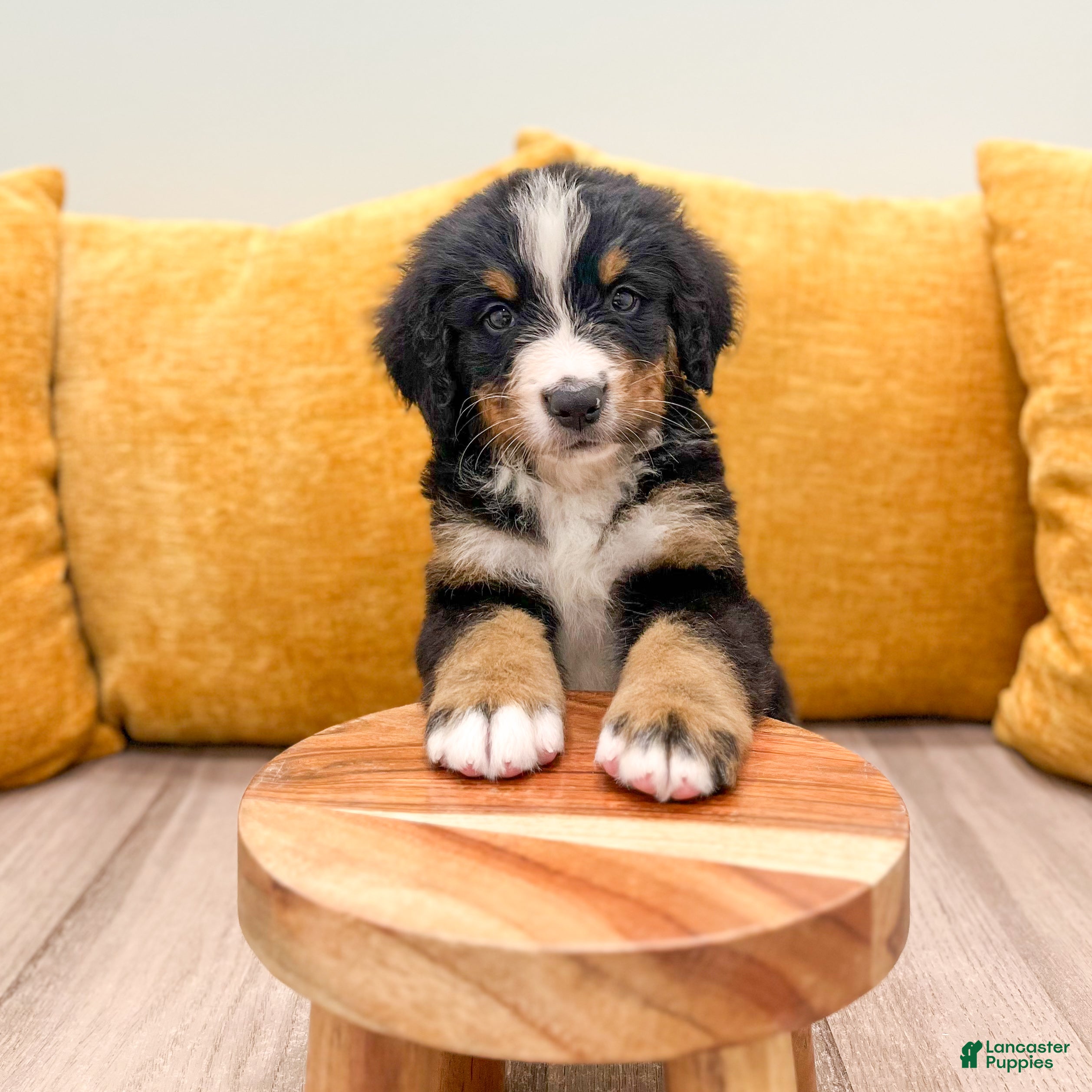 Bernese Mountain Dog dogs Buddy - Ad 2