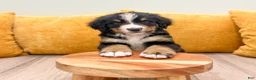 Bernese Mountain Dog dogs for sale: Buddy - Ad 2