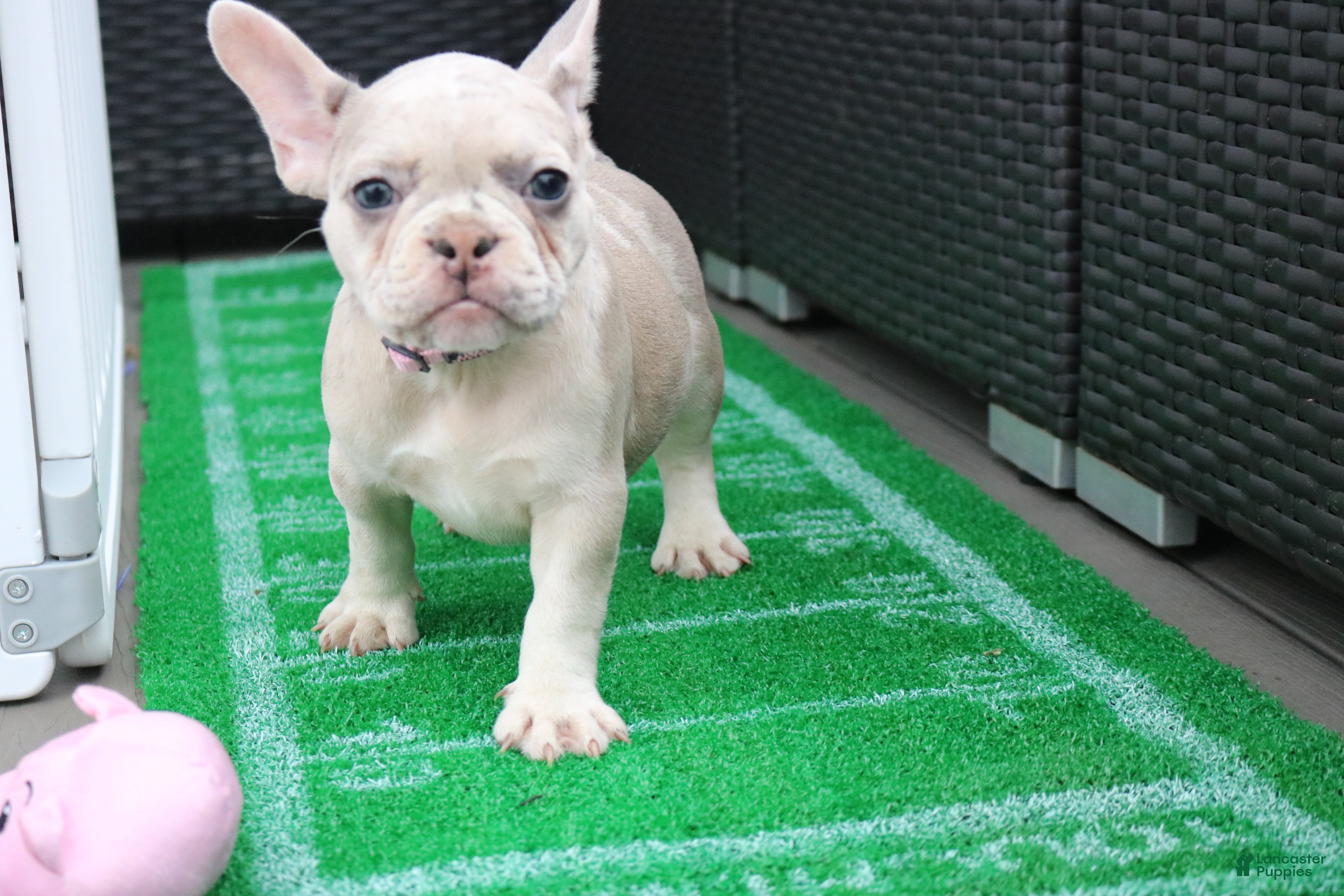 French Bulldog dogs French Bulldog 3 - Ad 38