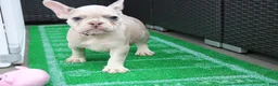 French Bulldog dogs for sale: French Bulldog 3 - Ad 3