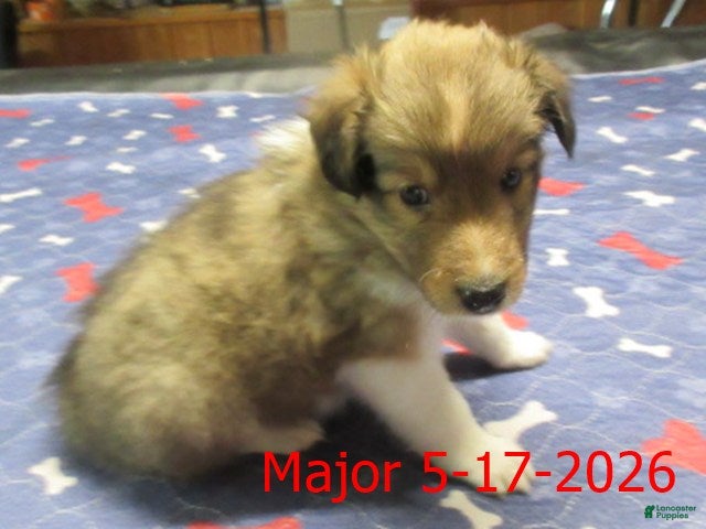 Shetland Sheepdog dogs Major Male - Ad 1