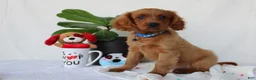 Cavapoo dogs for sale: Sammy - Ad 2