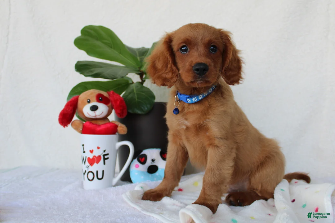 Cavapoo dogs for sale: Sammy - Ad 2