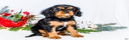 Cavalier King Charles Spaniel dogs for sale: Tinsel - Ad 10