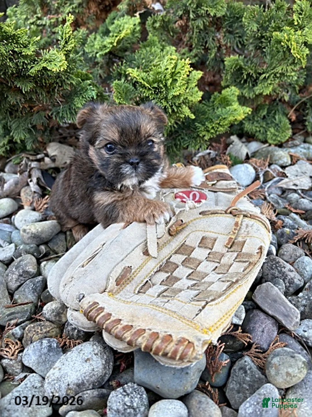 Shorkie dogs for sale: Molly - Ad 3