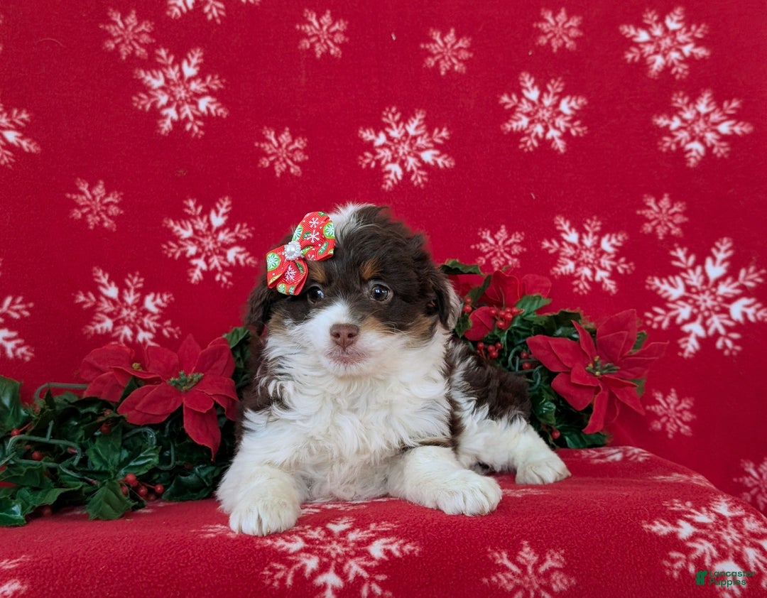 Mixed Breed dogs for sale: Brittney - Ad 5