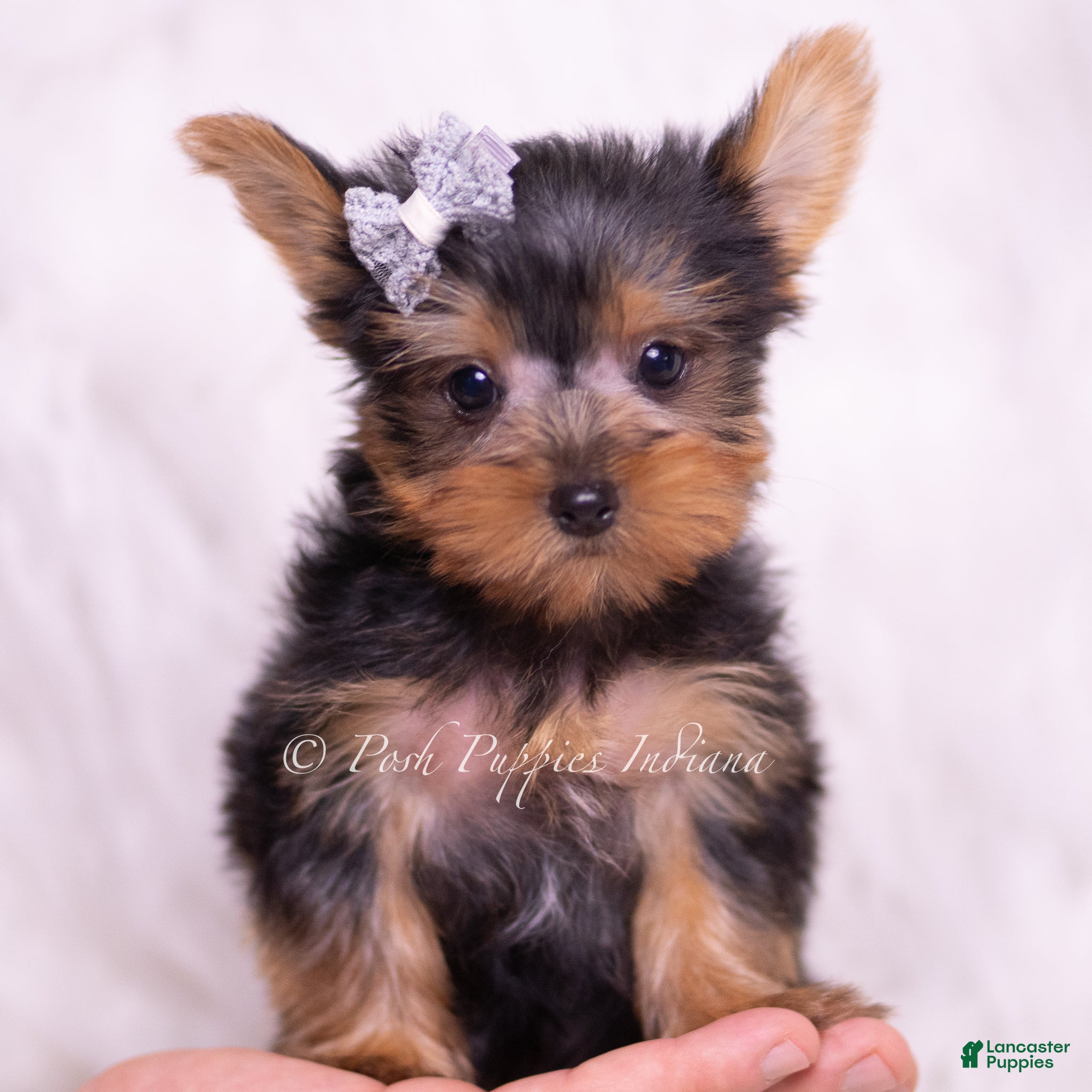 Yorkshire Terrier dogs Tinker Toy - Ad 15