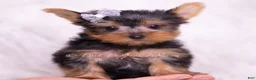Yorkshire Terrier dogs for sale: Tinker Toy - Ad 1