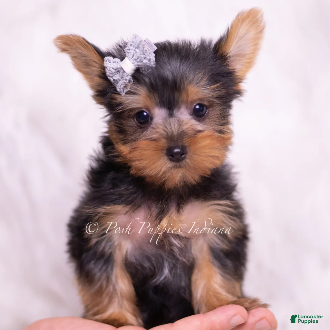 Yorkshire Terrier dogs for sale: Tinker Toy - Ad 1