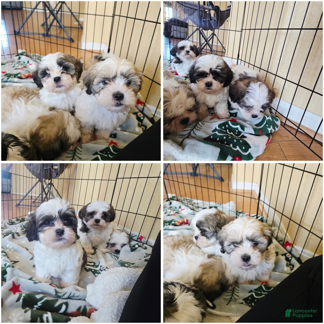 Shihpoo dogs for sale: Shihpoo Puppy 1 - Ad 1