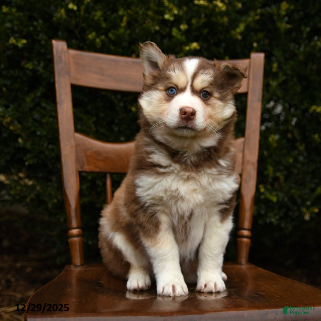 Mixed Breed dogs for sale: Ollie - Ad 1