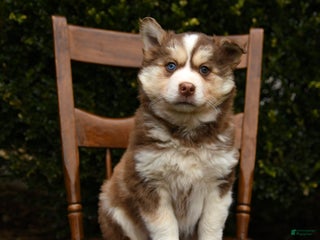 Mixed Breed dogs Ollie - Ad 38