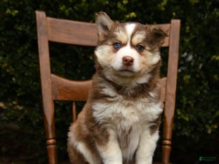 Mixed Breed dogs Ollie - Ad 38