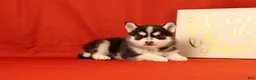 Pomsky dogs for sale: Zeke - Ad 3