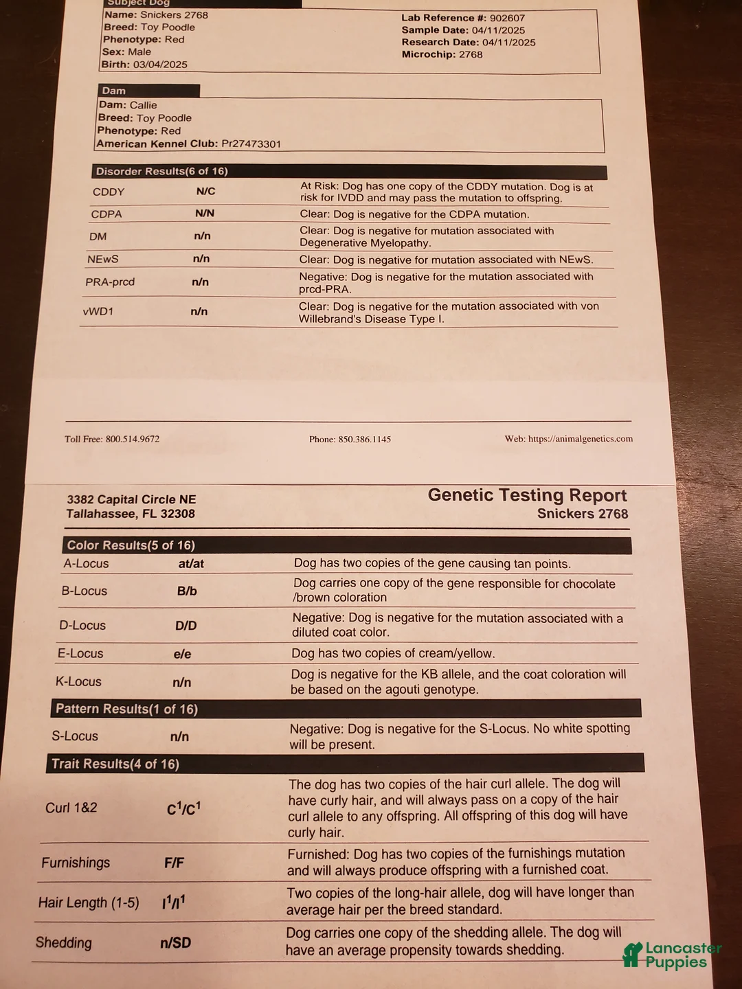 Toy Poodle dogs for stud: Snickers  - Ad 1