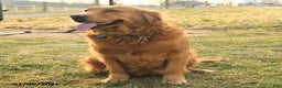 Golden Retriever dogs for sale: Ranger - Ad 4