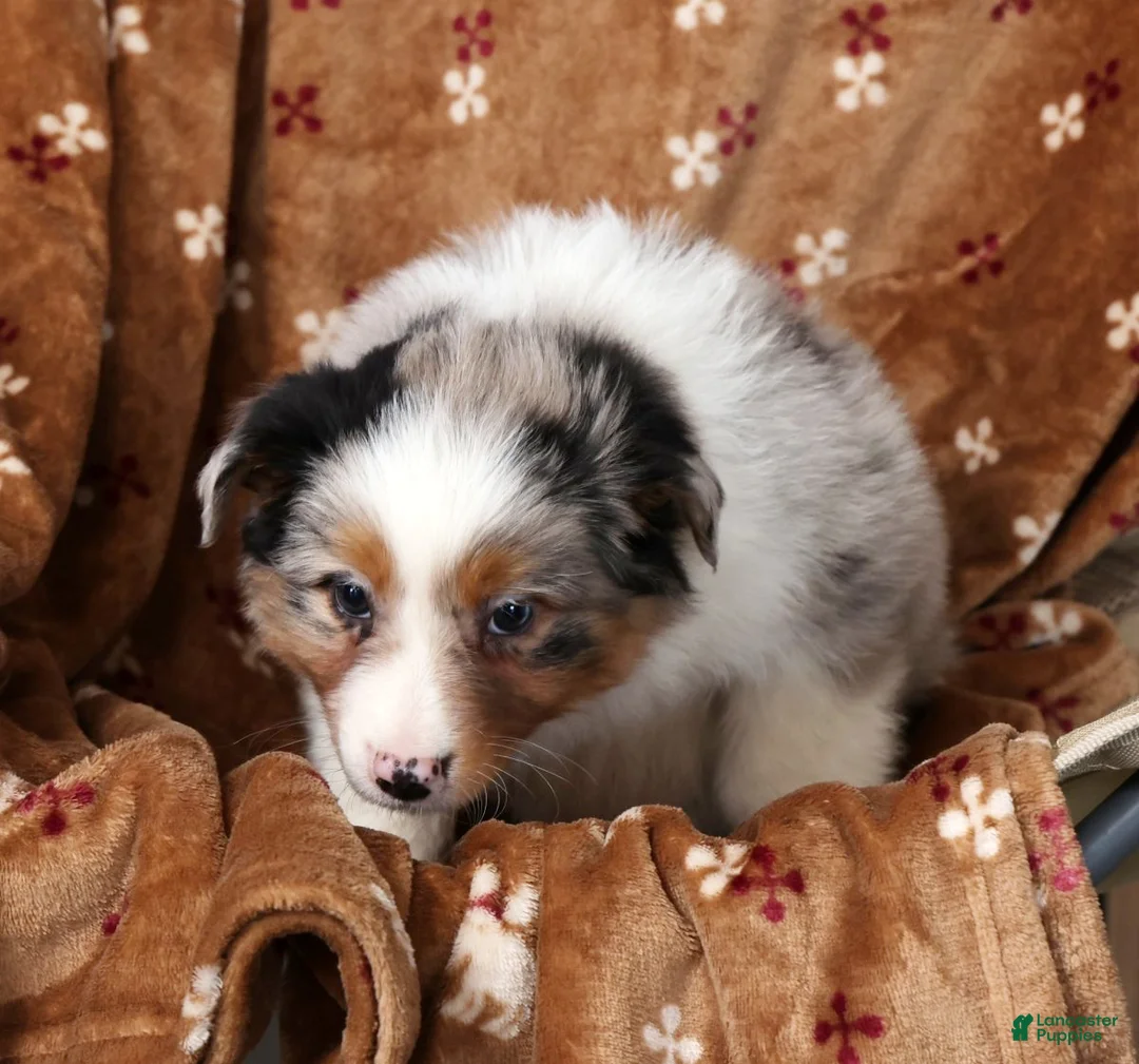 Australian Shepherd dogs for sale: Judy - Ad 8