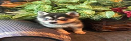 Alaskan Klee Kai dogs for sale: Adam - Ad 3