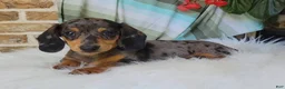 Miniature Dachshund dogs for sale: Trigger  - Ad 9