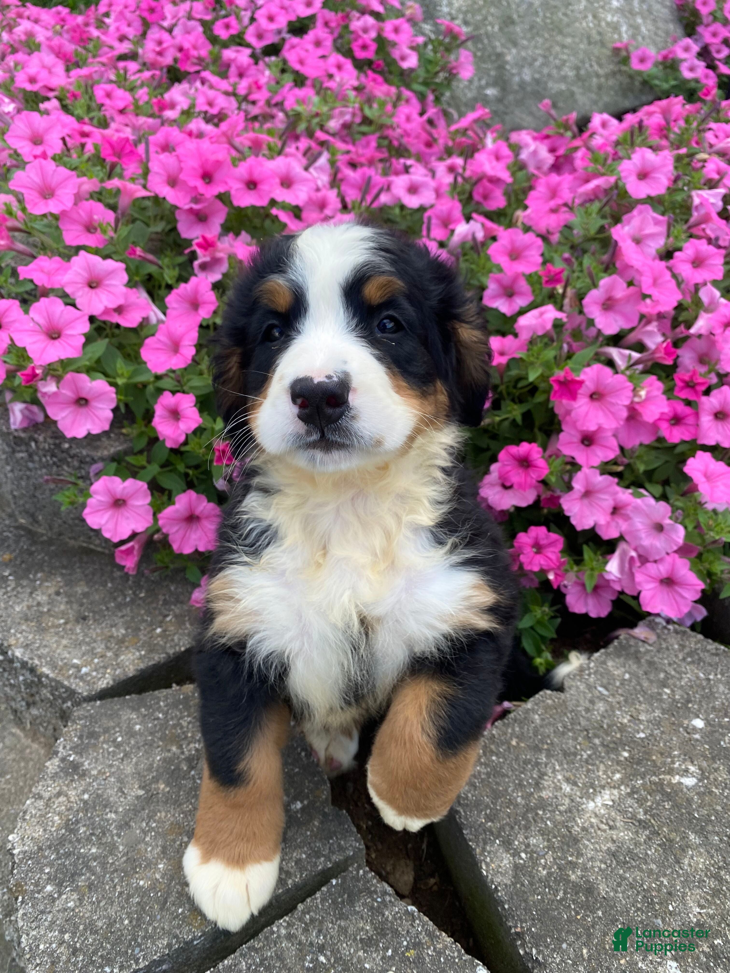 Bernese Mountain Dog dogs Dolly - Ad 2