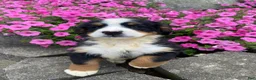 Bernese Mountain Dog dogs for sale: Dolly - Ad 2