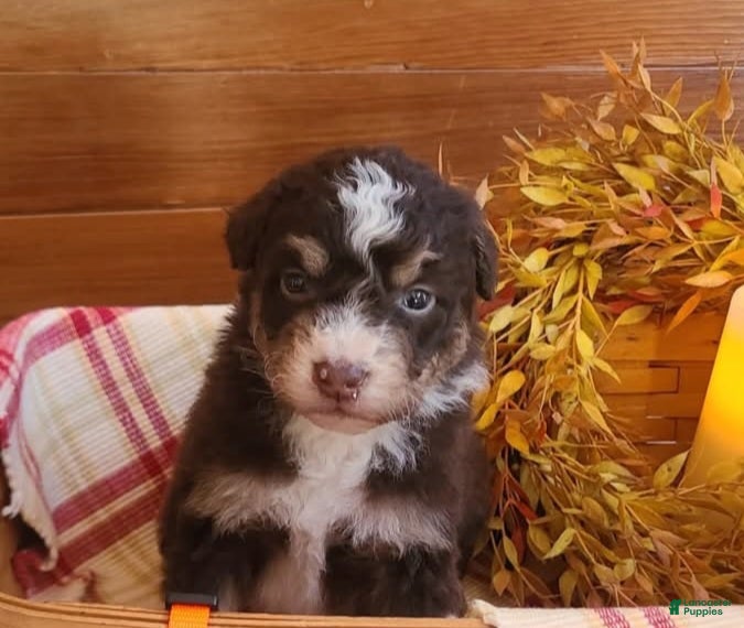 Aussiedoodle dogs Aussiedoodle Puppy 3 - Ad 30