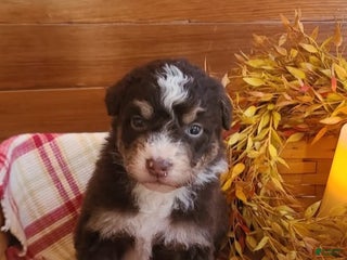 Aussiedoodle dogs Aussiedoodle Puppy 3 - Ad 30
