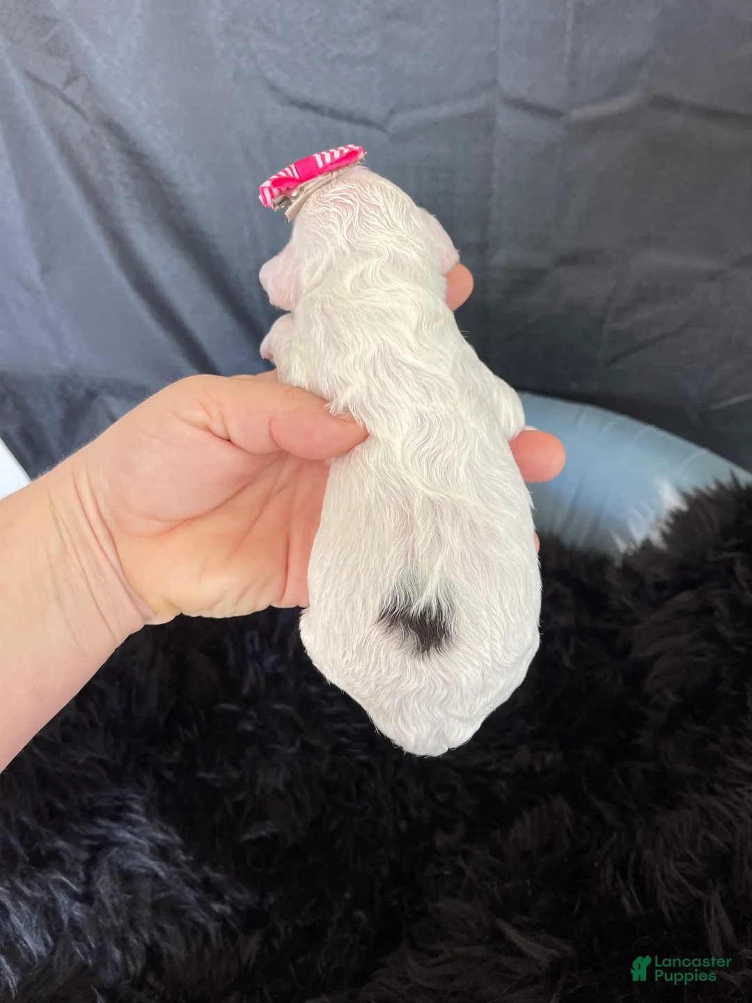 Miniature Poodle dogs for sale: Akc Clear 🧬 Tested Poodle Girl - Ad 12