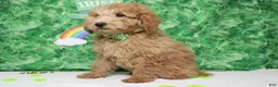 Toy Poodle dogs for sale: Garnet - Ad 7