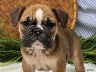 English Bulldog dogs Sage - Ad 29