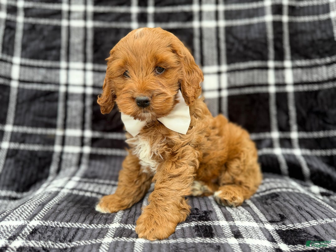 Cockapoo dogs for sale: Cupid - Ad 7