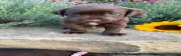 Labrador Retriever dogs for sale: Zeke - Ad 3