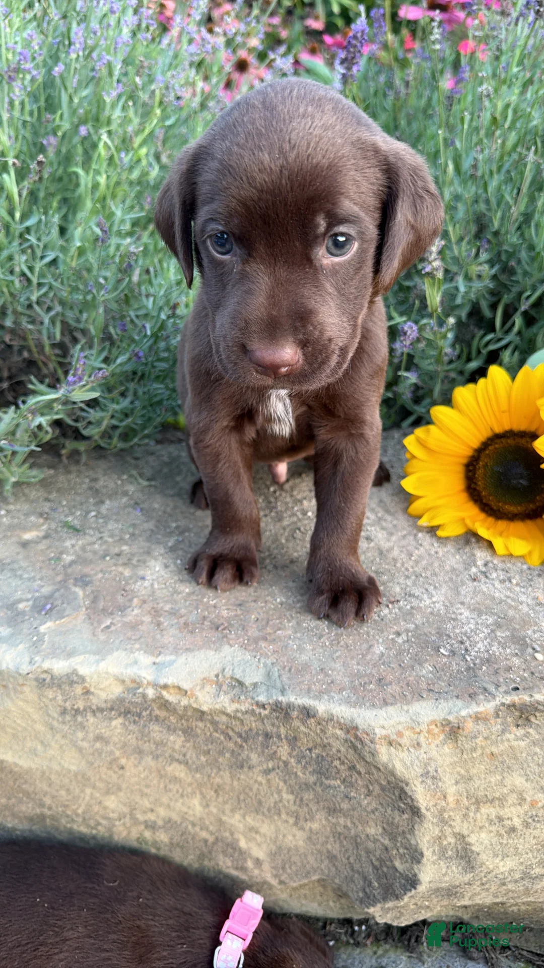 Labrador Retriever dogs for sale: Zeke - Ad 3