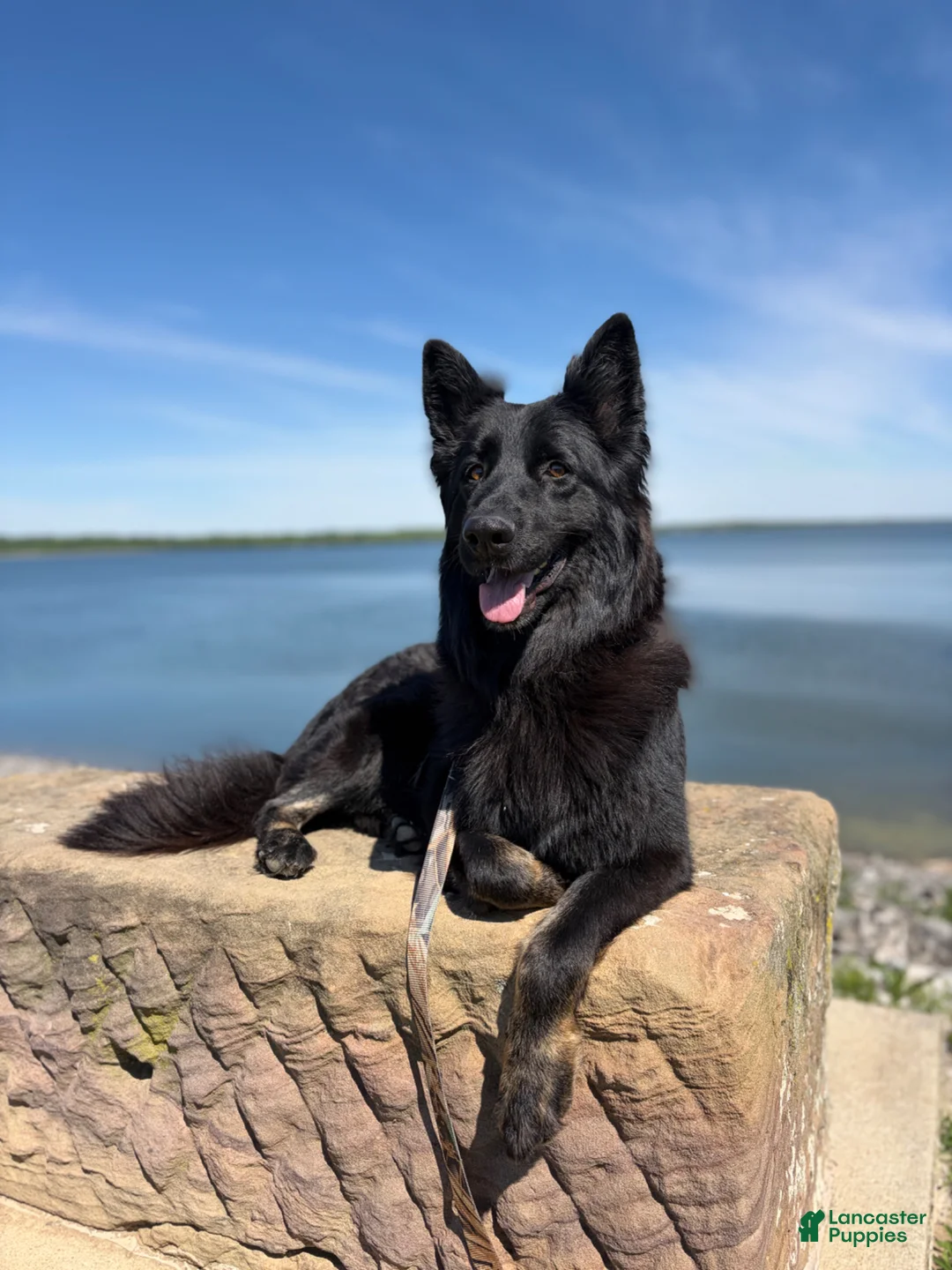 German Shepherd dogs for sale:  Puppy 12 - Ad 2