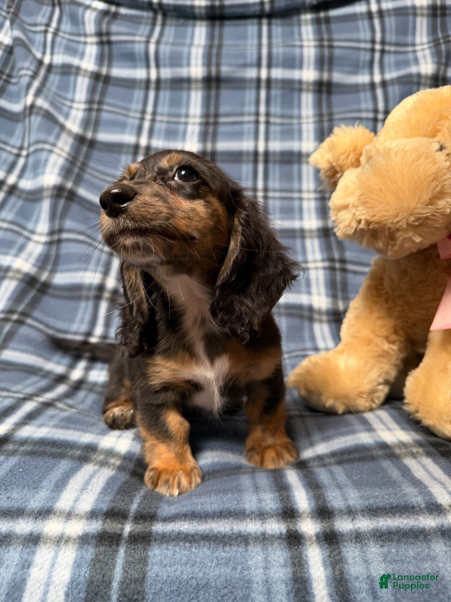 Miniature Dachshund dogs Belle - Dachshund Puppy Piebald Black & Tan Long Haired Female - Ad 32